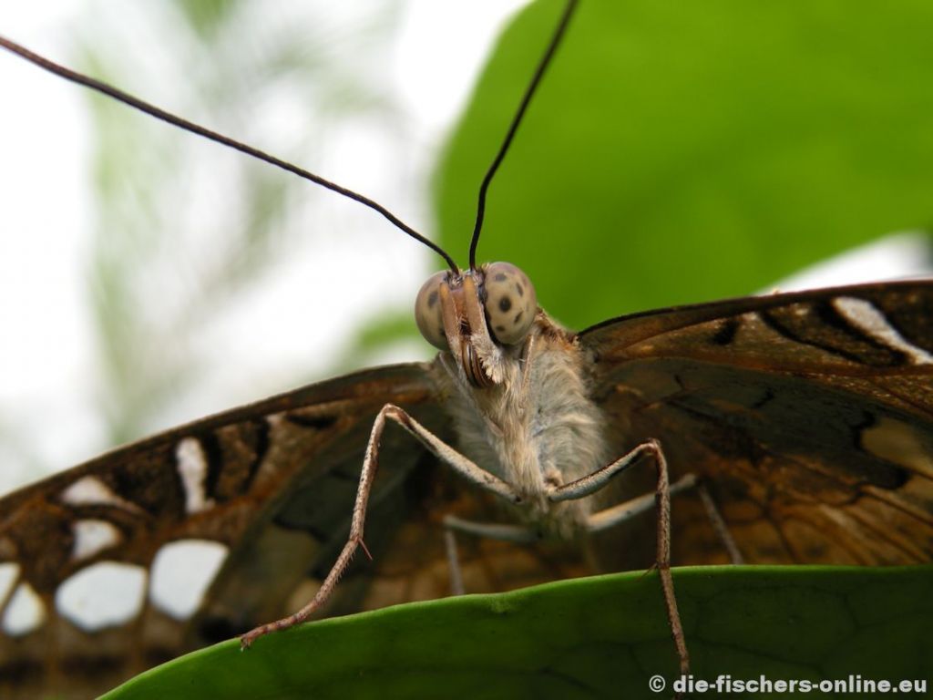 Brauner Segler
(Parthenos sylvia)
