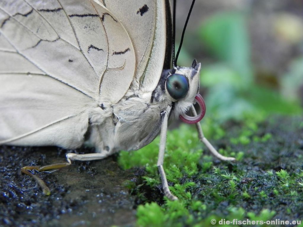 Schmetterling mit blauen Augen 
