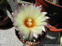 Astrophytum_asterias_DSCN4948.jpg