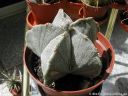Astrophytum_myrostigma_DSCN3723.jpg
