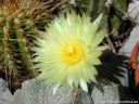 Astrophytum_myrostigma_DSCN3857.jpg