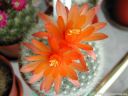 Brasilcactus_haselbergii_2.jpg
