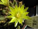Dolichethele_longimamma_DSCN3389.jpg
