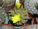 Dolichothele_longimamma_DSCN3366.jpg