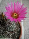Echinocereus_bristolii_DSCN3446.jpg