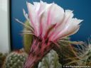 Echinopsis_hybid_DSCN4965.jpg
