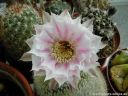 Echinopsis_hybrid_DSCN4958.jpg