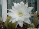 Echinopsis_subdenudata_DSCN3029.jpg