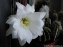 Echinopsis_subdenudata_DSCN5269.jpg