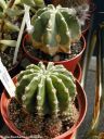 Echinopsis_subdenudata_brasilensis_DSCN3453.jpg