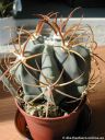 Ferocactus_latispinus.jpg