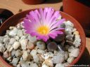 Frithia_pulchra_DSCN2394.jpg