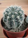 Gymnocalycium_bruchii_1.jpg