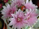 Gymnocalycium_bruchii_DSCN2317.jpg