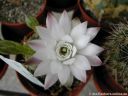 Gymnocalycium_damsii_DSCN4952.jpg