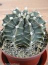 Gymnocalycium_friedrichii_1.jpg