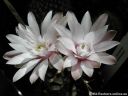 Gymnocalycium_friedrichii_DSCN0002.jpg
