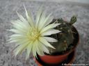 Gymnocalycium_hypthiacantum_DSCN3501.jpg