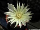 Gymnocalycium_hyptiacanthum_DSCN3509.jpg