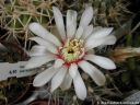 Gymnocalycium_intertextum_DSCN3454.jpg