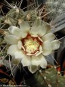Gymnocalycium_intertextum_DSCN3565.jpg