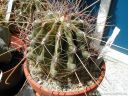 Hamatocactus_hamamatacanthus_DSCN3728.jpg