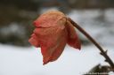 IMG_3026.jpg