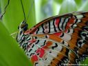 Leoparden-Netzfluegler4.jpg