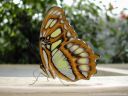 Malachit-Schmetterling2.jpg