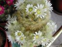 Mammillaria_carmanae_weiss_DSCN2319.jpg