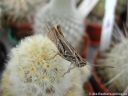 Mammillaria_carmenae_DSCN0025.jpg