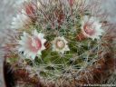 Mammillaria_glochidiata_DSCN3477.jpg
