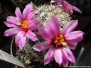 Mammillaria_schumannii_DSCN0009.jpg