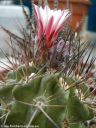 Neochilenia_flucossa_DSCN3422.jpg