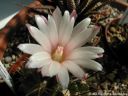 Neochilenia_flucossa_DSCN3452.jpg