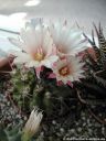 Neochilenia_flucossa_DSCN3485.jpg