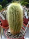 Notocactus_leninghausii_DSCN3787.jpg