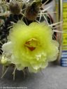 Notocactus_mammulosus_4.jpg