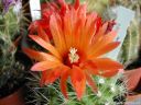 Parodia_Pencillata_DSCN2954.jpg