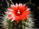 Parodia_pencillata_DSCN3710.jpg