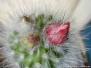Parodia_pencillata_DSCN5004.jpg