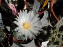 Thelocactus_hexaedropus_DSCN3331.jpg