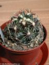 Thelocactus_schwarzii.jpg